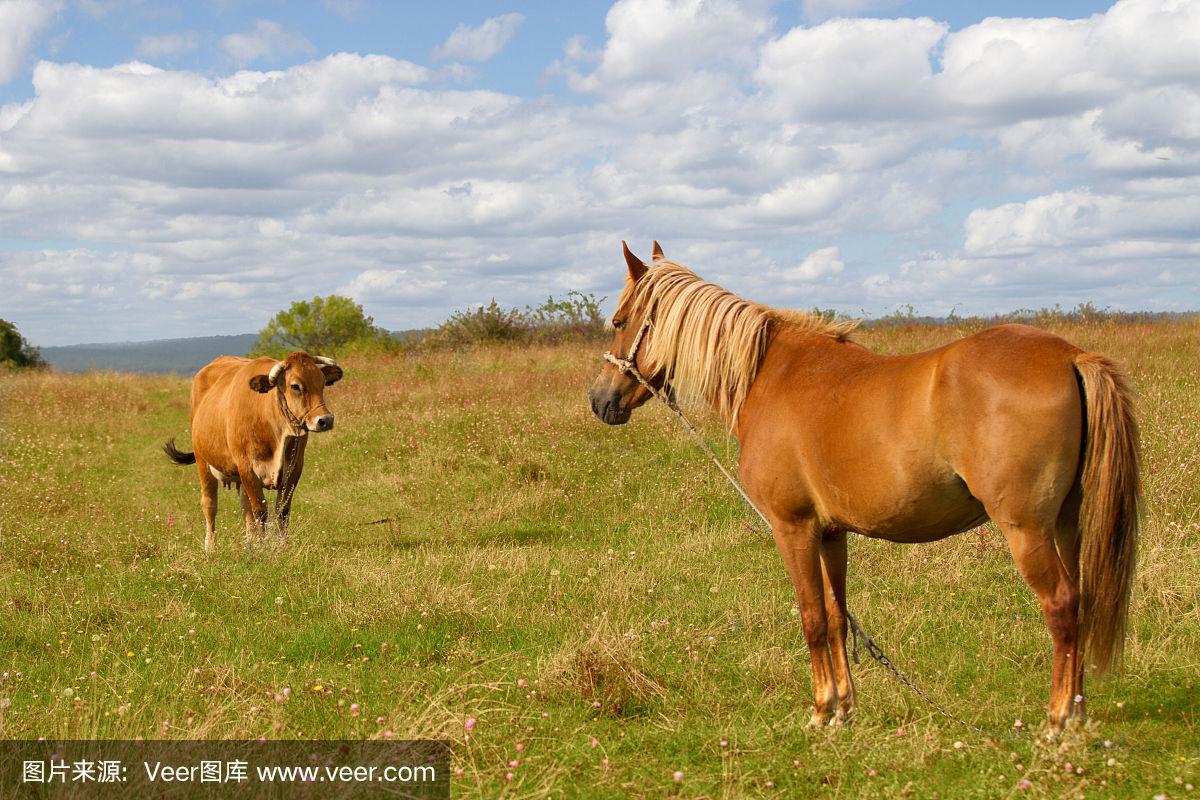 马和牛的区别图片(马和牛的相同点和不同点)