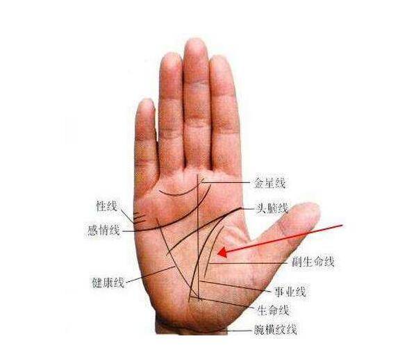 中国手相中此纹代表自己,又称人纹起点与生命线同, 向小指方向走,至