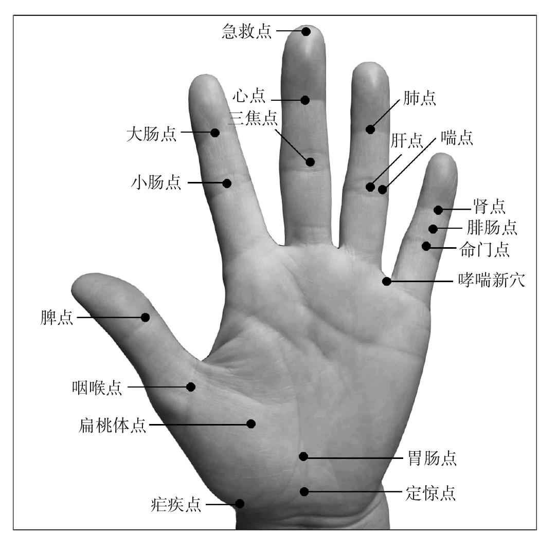 第一掌骨全息图图片