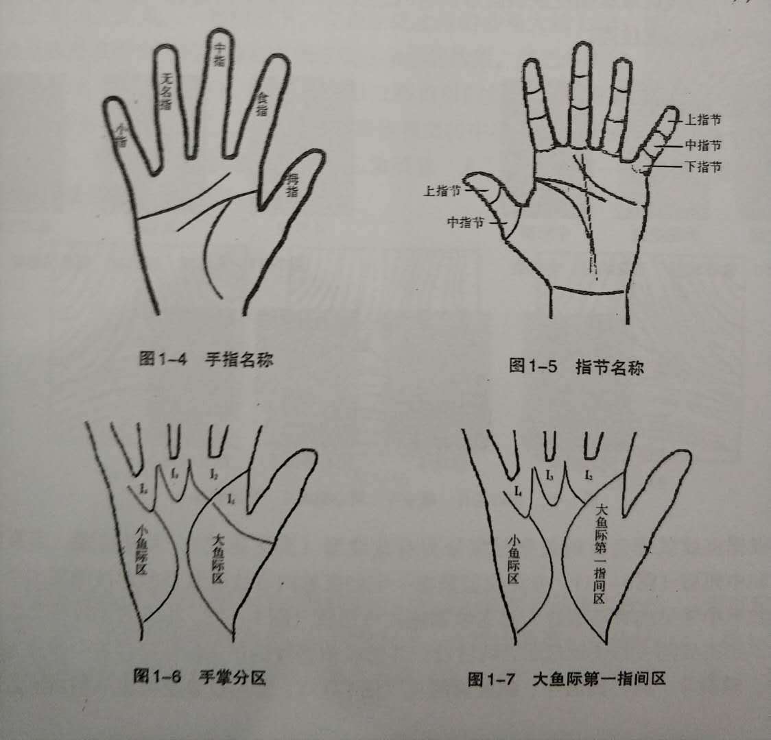 拇指第二节有横纹图解图片