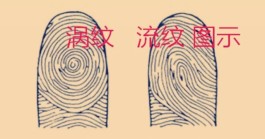 如何看手掌螺纹(手螺纹解说怎么看)