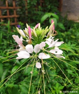 八月8月3日有雨吗(八月8月3日有雨吗英语)