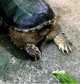 乌龟咬食物的上方(乌龟咬住肉不往下咽)