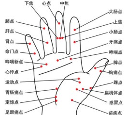 手掌的内脏(手掌内脏分布图)