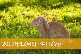 农历2019年12月份的猪宝宝好吗(2019年农历12月出生的孩子是什么命)