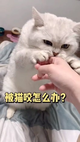 周公解梦被猫咬手臂了(周公解梦被猫咬手臂了什么意思)