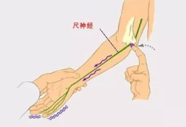 右手手臂内侧图(右手臂内侧经络图)