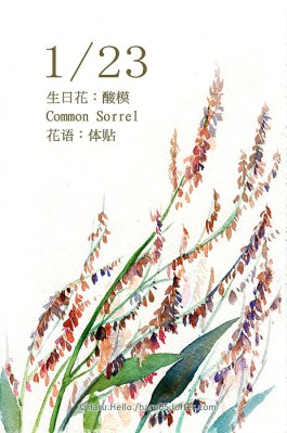 10月21号生日花(10月21日的生辰花是什么花)