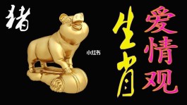 猪人鸡年11月运气怎么样(猪人鸡年11月运气怎么样呢)